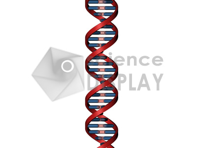 DNA - linear