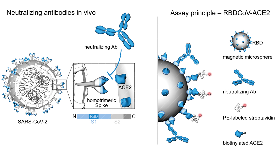 Corona Antibody Binding Assay by NMI