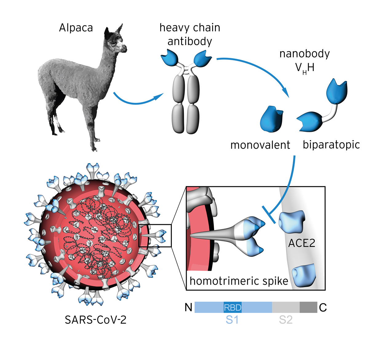 NMIs Nanobodies against Sars-Cov-2