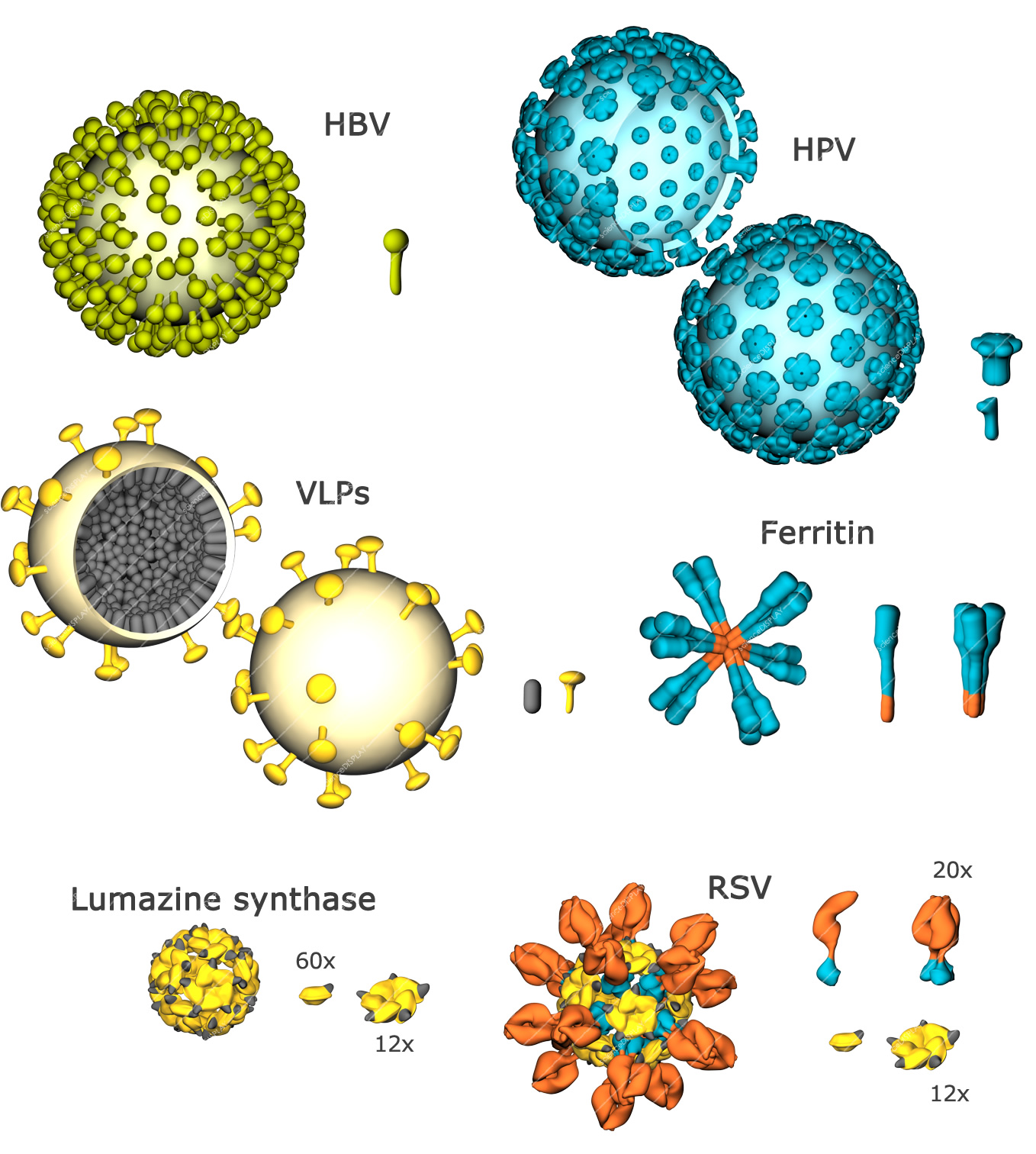VLPs - Virus like particles