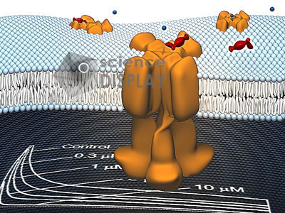 Bilayer with Potassium Channels