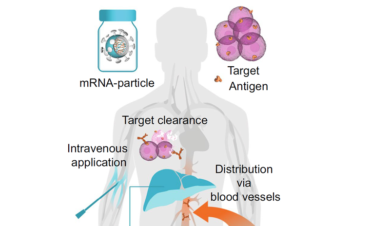 CureVac Review in ’Cell Mol Life Sci’